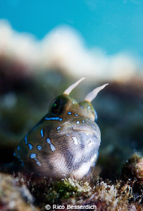 "Hey, what's cookin' ?" Small Blenny, shot from down to u... by Rico Besserdich 